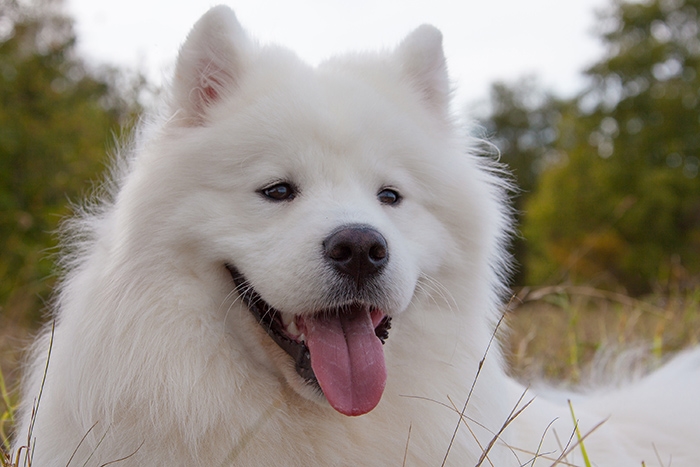 🐶 Samojed je dobromyslný a laskavý pes, který velmi miluje lidskou společnost. Ve skutečnosti je k lidem až tak přátelský, že se nehodí jako hlídací pes. Svůj původ má v chladných oblastech Sibiře. Chlad a zimu snáší velmi dobře a miluje dovádění ve sněhu. Zato horké léto není nic, co by mu udělalo radost. V dnešní době je samojed chován jako společník, ale dříve to byl saňový pes, zvyklý pracovat. Úkolem chovatele je každý den vymyslet psovi tolik práce a zábavy, aby se pes nezačal nudit. Dobrou volbou je zapojit ho do některého ze psích sportů. Samojed má krásnou bílou srst, která je náročná na péči a vyžaduje každodenní pročesání kartáčem.  