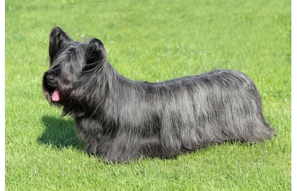 🐶 Skye teriér miluje svou rodinu, v níž si sám vybere svého pána, ke kterému pak chová největší náklonost. Skye teriér je sympatický malý psík s dlouhou srstí. Je to nenáročný pes s loveckou minulostí, dnes chovaný především jako společník. Patří mezi málopočetná a ohrožená psí plemena. Vůči cizím lidem bývá ostražitý, ale ne agresívní. Je výborným hlídačem a své lidi a jejich majetek je ochoten neohroženě bránit. Přizpůsobí se každému životnímu prostředí, ale všude kde bude žít, bude potřebovat společnost a lásku svého majitele. Když ho budete zanedbávat, bude rozmrzelý, uštěkaný a destruktivní. Milujícímu a pozornému majiteli však bude vynikajícím společníkem. Bude s ním snášet zážitky všedních dní, smát se s ním i mírnit jeho žal.  