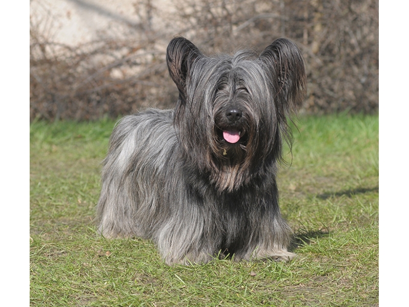 🐶 Skye teriér miluje svou rodinu, v níž si sám vybere svého pána, ke kterému pak chová největší náklonost. Skye teriér je sympatický malý psík s dlouhou srstí. Je to nenáročný pes s loveckou minulostí, dnes chovaný především jako společník. Patří mezi málopočetná a ohrožená psí plemena. Vůči cizím lidem bývá ostražitý, ale ne agresívní. Je výborným hlídačem a své lidi a jejich majetek je ochoten neohroženě bránit. Přizpůsobí se každému životnímu prostředí, ale všude kde bude žít, bude potřebovat společnost a lásku svého majitele. Když ho budete zanedbávat, bude rozmrzelý, uštěkaný a destruktivní. Milujícímu a pozornému majiteli však bude vynikajícím společníkem. Bude s ním snášet zážitky všedních dní, smát se s ním i mírnit jeho žal.  