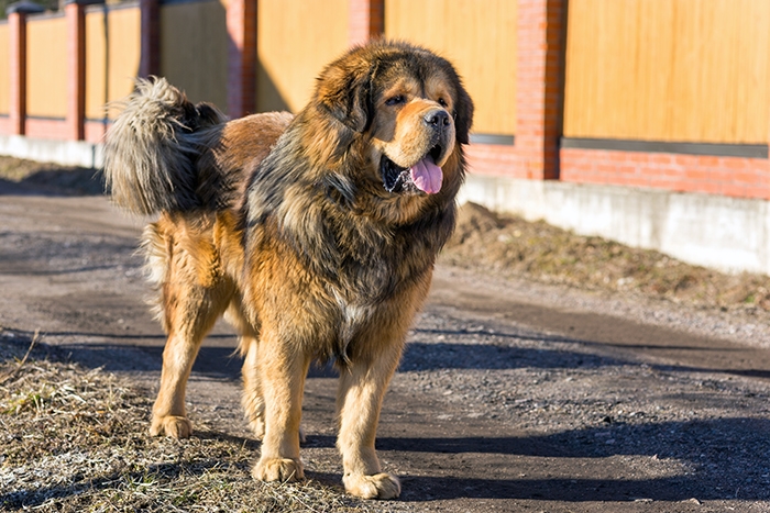 <p class="highlight">🐶 Tibetská doga je velký majestátní pes s velkou inteligencí, sebevědomím, laskavým přístupem ke svému pánovi a ostražitostí vůči cizím lidem. </p><div>Od pradávna byla využívána jako hlídací pes a proto má velmi silně vyvinuté hlídací instinkty. Hustá srst chrání tibetskou dogu před horkem i chladem a umožňuje její celoroční venkovní chov. Nesmí se však zapomínat na potřebu častého kontaktu psa se svým majitelem. Pokud tibetskou dogu odložíte do kotce na zahradě, bude se trápit a strádat. Tibetská doga potřebuje citlivé a laskavé zacházení bez křiku a trestů. Přestože se jedná o velmi inteligentní plemeno, které se dobře učí, nelze od psa očekávat slepou poslušnost. Tibetská doga je velmi tvrdohlavá a má vlastní rozum. Je to sebevědomý pes, který v rodině vyžaduje rovnocenné postavení. Ideálním životním prostředím pro ni bude venkov nebo malé město.</div><div> </div>