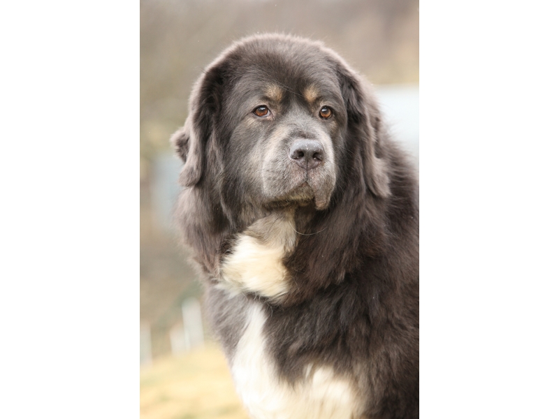 🐶 Tibetská doga je velký majestátní pes s velkou inteligencí, sebevědomím, laskavým přístupem ke svému pánovi a ostražitostí vůči cizím lidem. Od pradávna byla využívána jako hlídací pes a proto má velmi silně vyvinuté hlídací instinkty. Hustá srst chrání tibetskou dogu před horkem i chladem a umožňuje její celoroční venkovní chov. Nesmí se však zapomínat na potřebu častého kontaktu psa se svým majitelem. Pokud tibetskou dogu odložíte do kotce na zahradě, bude se trápit a strádat. Tibetská doga potřebuje citlivé a laskavé zacházení bez křiku a trestů. Přestože se jedná o velmi inteligentní plemeno, které se dobře učí, nelze od psa očekávat slepou poslušnost. Tibetská doga je velmi tvrdohlavá a má vlastní rozum. Je to sebevědomý pes, který v rodině vyžaduje rovnocenné postavení. Ideálním životním prostředím pro ni bude venkov nebo malé město. 