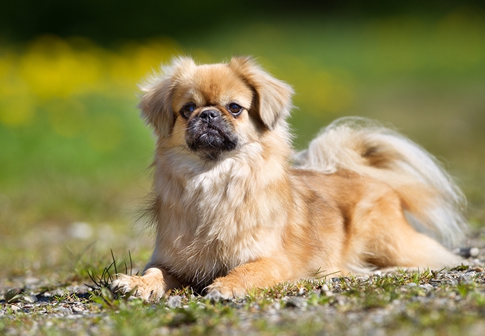<p class="highlight">🐶 Tibetský španěl je malý společenský pes s dlouhou historií. Je to mimořádně příjemný a nenáročný pes do bytu. </p><div>Svou rodinu miluje, ale vůči cizím zůstává rezervovaný. Je proto dobrým hlídačem, který na cizí lidi spolehlivě upozorní hlasitým štěkotem. V maximální možné míře vyhledává společnost členů své rodiny, oddaně je miluje a snaží se je potěšit. Novým povelům se dokáže snadno naučit, ale většinou si zachovává určitou míru tvrdohlavosti, vlastní vůle a nezávislosti. V některých směrech má „kočičí“ chování. Stejně jako kočky rád vyhledává vyvýšená místa a z výšky pozoruje okolí. Tibetský španěl je pes velmi vhodný pro seniory, kterým bude skvělým společníkem a spolehlivým hlídačem. Výhodou je také, že své nároky na pohyb bez problémů přizpůsobí životnímu stylu svého majitele. Nejlépe mu bude v bytě nebo v domě s přístupem na oplocenou zahradu.  </div>