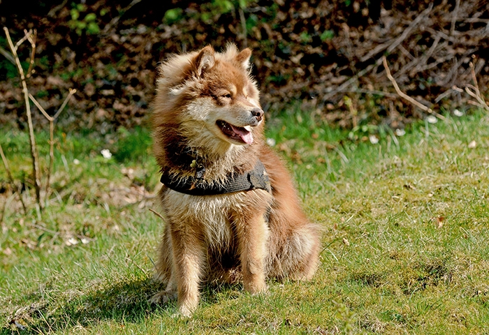 <p class="highlight">🐶 Finský laponský pes svou hravost, učenlivost a veselou povahu uplatní v nejednom ze psích sportů. </p><div>Finský laponský pes je nenáročný, bezkonfliktní pes, který byl původně využíván k pasení sobích stád, ale dnes jej stále častěji vídáme jako společníka. Pochází z chladných oblastí Finska a svůj severský původ dodnes nezapře. Finský laponský pes miluje sníh a rád si v něm hraje. Svou hravost, učenlivost a veselou povahu uplatní v nejednom ze psích sportů. Skvěle vychází s dětmi a rád přistoupí na jejich hry. Výborně snáší i jiná zvířata v domácnosti a bez konfliktu dokáže vyjít s ostatními psy. Nejrozšířenější zůstává v severských zemích, ale postupně se nachází cestu do okolního světa. Ve Švédsku je chován švédský laponský pes, který je obdobou finského laponského psa. Obě plemena jsou však samostatně uznaná a mají vlastní standardy.</div><div> </div>