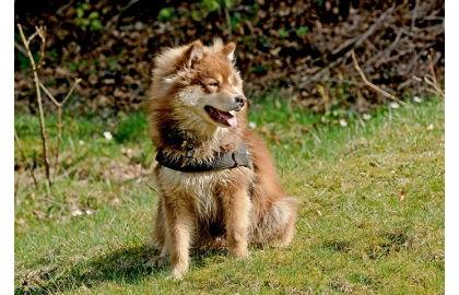 🐶 Finský laponský pes svou hravost, učenlivost a veselou povahu uplatní v nejednom ze psích sportů. Finský laponský pes je nenáročný, bezkonfliktní pes, který byl původně využíván k pasení sobích stád, ale dnes jej stále častěji vídáme jako společníka. Pochází z chladných oblastí Finska a svůj severský původ dodnes nezapře. Finský laponský pes miluje sníh a rád si v něm hraje. Svou hravost, učenlivost a veselou povahu uplatní v nejednom ze psích sportů. Skvěle vychází s dětmi a rád přistoupí na jejich hry. Výborně snáší i jiná zvířata v domácnosti a bez konfliktu dokáže vyjít s ostatními psy. Nejrozšířenější zůstává v severských zemích, ale postupně se nachází cestu do okolního světa. Ve Švédsku je chován švédský laponský pes, který je obdobou finského laponského psa. Obě plemena jsou však samostatně uznaná a mají vlastní standardy. 