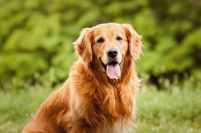 <p class="highlight">🐶 Zlatý retrívr je pes vyznačující se vysokou inteligencí, poslušností a jemným charakterem. </p><div>Je to energický, silný a aktívní pes. Pro svou laskavou povahu jsou dnes retrívři většinou chováni jako rodinní mazlíčci a společníci, ale zástupci této rasy se často uplatní také jako slepecký nebo asistenční pes. Jejich voděodolná srst s hustou podsadou jim umožňuje celoroční pobyt venku, ale retrívři jsou tak společenští psi, že ideální pro ně bude soužití se svou rodinou. Pokud jim zajistíte dostatek pohybu, můžete je velmi dobře chovat i v bytě. Zlatí retrívři jsou přátelští psi, kteří se výborně snášejí se všemi členy domácnosti včetně děti nebo návštěv a také skvěle vycházejí s ostatními zvířaty v domácnosti, včetně koček.  </div>