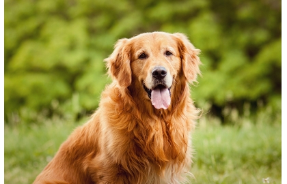 🐶 Zlatý retrívr je pes vyznačující se vysokou inteligencí, poslušností a jemným charakterem. Je to energický, silný a aktívní pes. Pro svou laskavou povahu jsou dnes retrívři většinou chováni jako rodinní mazlíčci a společníci, ale zástupci této rasy se často uplatní také jako slepecký nebo asistenční pes. Jejich voděodolná srst s hustou podsadou jim umožňuje celoroční pobyt venku, ale retrívři jsou tak společenští psi, že ideální pro ně bude soužití se svou rodinou. Pokud jim zajistíte dostatek pohybu, můžete je velmi dobře chovat i v bytě. Zlatí retrívři jsou přátelští psi, kteří se výborně snášejí se všemi členy domácnosti včetně děti nebo návštěv a také skvěle vycházejí s ostatními zvířaty v domácnosti, včetně koček.  