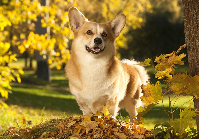 <p class="highlight">🐶 Welsh Corgi Pembroke (Pembroke Corgi) skvěle vychází s dětmi, snadno se učí, je hravý a veselý. </p>
<div>Pembroke Welsh Corgi je malé, honácké plemeno původem z jižního Walesu. Byl vyšlechtěn, aby zde pomáhal místním farmářům nahánět početná stáda skotu, ovcí a koní. Dnes je především milým, rodinným společníkem. Mezi slavné chovatele Pembroke Welsh Corgiho patří i anglická královna Alžběta II., která dostala svého prvního Corgiho od svého otce krále Jiřího VI. Corgiho snadno zapojíte do některého psího sportu. Svou rodinu miluje, ale vůči cizím lidem je přirozeně ostražitý a rezervovaný, takže je dobrým hlídačem, který na vše podezřelé upozorní hlasitým štěkotem. V malém těle je ukrytá spousta energie, proto se nesmí zapomínat na pravidelné procházky nebo cvičení. Pembroke Welsh Corgi se velmi podobá Cardigan Welsh Corgimu, ale jedná se o dvě samostatná plemena s vlastními standardy a samostatnou historií.</div>