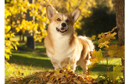 🐶 Welsh Corgi Pembroke (Pembroke Corgi) skvěle vychází s dětmi, snadno se učí, je hravý a veselý.  Pembroke Welsh Corgi je malé, honácké plemeno původem z jižního Walesu. Byl vyšlechtěn, aby zde pomáhal místním farmářům nahánět početná stáda skotu, ovcí a koní. Dnes je především milým, rodinným společníkem. Mezi slavné chovatele Pembroke Welsh Corgiho patří i anglická královna Alžběta II., která dostala svého prvního Corgiho od svého otce krále Jiřího VI. Corgiho snadno zapojíte do některého psího sportu. Svou rodinu miluje, ale vůči cizím lidem je přirozeně ostražitý a rezervovaný, takže je dobrým hlídačem, který na vše podezřelé upozorní hlasitým štěkotem. V malém těle je ukrytá spousta energie, proto se nesmí zapomínat na pravidelné procházky nebo cvičení. Pembroke Welsh Corgi se velmi podobá Cardigan Welsh Corgimu, ale jedná se o dvě samostatná plemena s vlastními standardy a samostatnou historií.