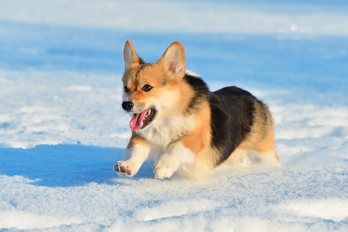 🐶 Welsh Corgi Pembroke (Pembroke Corgi) skvěle vychází s dětmi, snadno se učí, je hravý a veselý. Pembroke Welsh Corgi je malé, honácké plemeno původem z jižního Walesu. Byl vyšlechtěn, aby zde pomáhal místním farmářům nahánět početná stáda skotu, ovcí a koní. Dnes je především milým, rodinným společníkem. Mezi slavné chovatele Pembroke Welsh Corgiho patří i anglická královna Alžběta II., která dostala svého prvního Corgiho od svého otce krále Jiřího VI. Corgiho snadno zapojíte do některého psího sportu. Svou rodinu miluje, ale vůči cizím lidem je přirozeně ostražitý a rezervovaný, takže je dobrým hlídačem, který na vše podezřelé upozorní hlasitým štěkotem. V malém těle je ukrytá spousta energie, proto se nesmí zapomínat na pravidelné procházky nebo cvičení. Pembroke Welsh Corgi se velmi podobá Cardigan Welsh Corgimu, ale jedná se o dvě samostatná plemena s vlastními standardy a samostatnou historií.