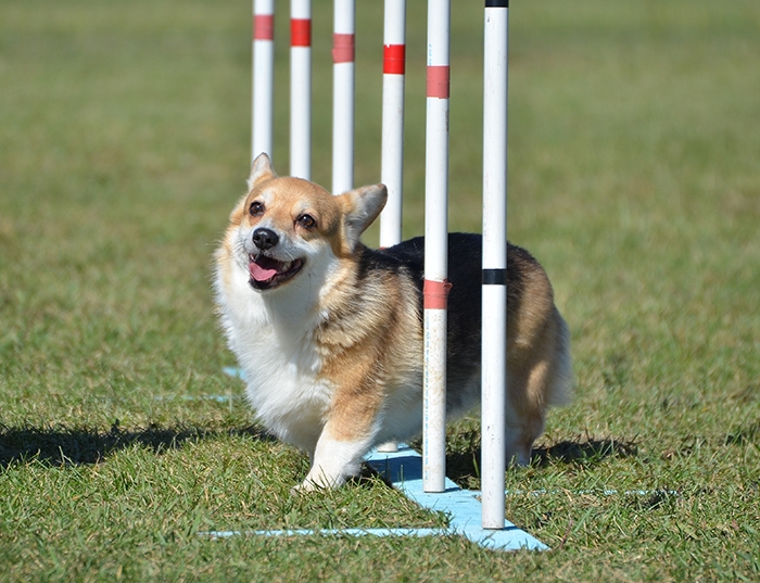 🐶 Welsh Corgi Pembroke (Pembroke Corgi) skvěle vychází s dětmi, snadno se učí, je hravý a veselý. Pembroke Welsh Corgi je malé, honácké plemeno původem z jižního Walesu. Byl vyšlechtěn, aby zde pomáhal místním farmářům nahánět početná stáda skotu, ovcí a koní. Dnes je především milým, rodinným společníkem. Mezi slavné chovatele Pembroke Welsh Corgiho patří i anglická královna Alžběta II., která dostala svého prvního Corgiho od svého otce krále Jiřího VI. Corgiho snadno zapojíte do některého psího sportu. Svou rodinu miluje, ale vůči cizím lidem je přirozeně ostražitý a rezervovaný, takže je dobrým hlídačem, který na vše podezřelé upozorní hlasitým štěkotem. V malém těle je ukrytá spousta energie, proto se nesmí zapomínat na pravidelné procházky nebo cvičení. Pembroke Welsh Corgi se velmi podobá Cardigan Welsh Corgimu, ale jedná se o dvě samostatná plemena s vlastními standardy a samostatnou historií.