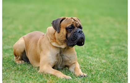 🐶 Anglický mastif je skvělý hlídač. Svou velikostí budí zasloužený respekt, ale jinak je to velmi důstojný, vznešený pes s dobrou povahou a poslušností.  Normálně bývá lhostejný vůči cizincům, ale to se rychle změní v případě ohrožení majetku nebo členů rodiny. To se pak nebojácně staví na jejich ochranu. Stejně tak nemá rád konflikty mezi jednotlivými členy v domácnosti. Mastifové nemají tendence zbytečně štěkat. Štěkají jen v případě potřeby a koušou jen zcela výjimečně. Protože jsou to psi značného vzrůstu, měli by mít základní výcvik, aby byli v běžném životě dobře ovladatelní. Navzdory své minulosti válečného psa, jsou to dobromyslní obři s něžnou duši. Proto jsou dnes chováni především jako společníci a rodinní psi.  