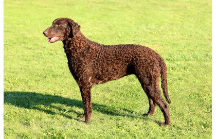 Curly coated retriever 🐶