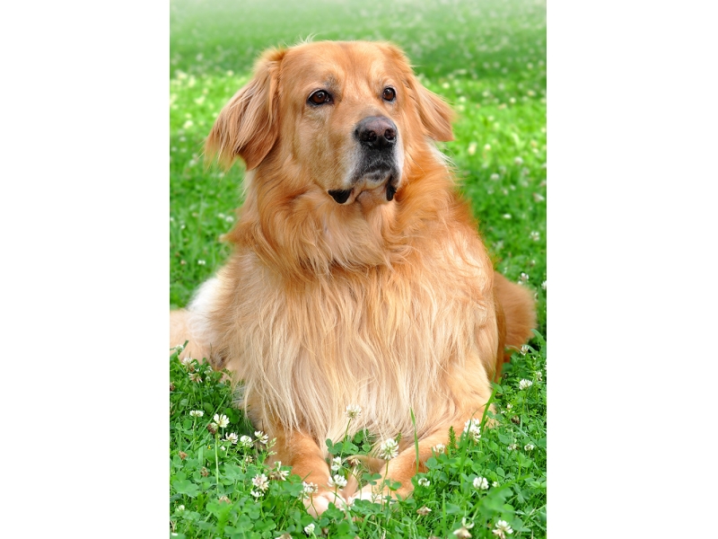 <p class="highlight">🐶 Hovawart je všestranný pracovní pes, jehož lze využít jako služebního psa, canisterapeutického psa, asistenčního psa, hlídače nebo jen společníka. </p><div>Příroda mu nadělila klidnou, vyrovnanou povahu, statečnost a odhodlanost, odolnost a neúnavnost a hlavně spoustu lásky ke svým lidem. Hovawart vyžaduje vlídné, ale důsledné zacházení. Výcvik by měl být motivační a bez křiku a trestů. Hustá srst poskytuje hovawartovi dobrou ochranu před horkem i chladem a toto plemeno může být chováno celoročně venku. Nejšťastnější bude na venkově nebo ve městě, kde bude mít k dispozici zahradu a přístup do domu, kde se může setkávat s členy své rodiny. Hovawart skvěle vychází s dětmi a rád si s nimi hraje. Sám dospívá poměrně pomalu a zůstává dlouho duší štěnětem. Je to výborný společník, který svou rodinu velmi miluje, neohroženě ji brání a zodpovědně hlídá svěřený majetek. Kdo si jednou pořídil hovawarta, většinou zůstane tomuto plemeni věrný.</div>