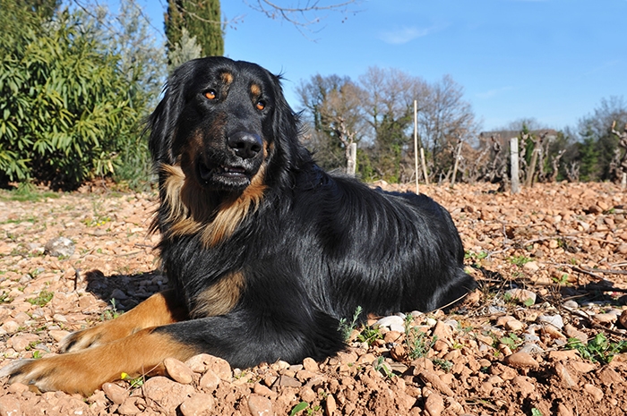 🐶 Hovawart je všestranný pracovní pes, jehož lze využít jako služebního psa, canisterapeutického psa, asistenčního psa, hlídače nebo jen společníka. Příroda mu nadělila klidnou, vyrovnanou povahu, statečnost a odhodlanost, odolnost a neúnavnost a hlavně spoustu lásky ke svým lidem. Hovawart vyžaduje vlídné, ale důsledné zacházení. Výcvik by měl být motivační a bez křiku a trestů. Hustá srst poskytuje hovawartovi dobrou ochranu před horkem i chladem a toto plemeno může být chováno celoročně venku. Nejšťastnější bude na venkově nebo ve městě, kde bude mít k dispozici zahradu a přístup do domu, kde se může setkávat s členy své rodiny. Hovawart skvěle vychází s dětmi a rád si s nimi hraje. Sám dospívá poměrně pomalu a zůstává dlouho duší štěnětem. Je to výborný společník, který svou rodinu velmi miluje, neohroženě ji brání a zodpovědně hlídá svěřený majetek. Kdo si jednou pořídil hovawarta, většinou zůstane tomuto plemeni věrný.