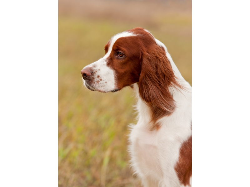 <p class="highlight">🐶 Irský červenobílý setr je asi nejzvládatelnější pes ze skupiny setrů. Díky své klidné, milující povaze je stále častěji chován také jako společník v aktivních rodinách. </p><div>Červenobílý setr miluje pohyb v jakékoliv podobě a pokud se neuplatní jako lovecký pes, lze jej zaměstnat některou z disciplín psích sportů. Volit můžete agility, flyball, canicross nebo dog trekking. Červenobílý setr vyhledává jakékoliv společné aktivity se svým pánem, rád se učí, není tvrdohlavý a vůči svému okolí je bezkonfliktní. Asi i díky těmto jeho vlastnostem jeho popularita mezi chovateli stále roste. </div><div> </div>
