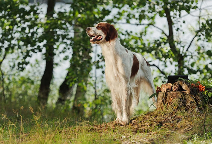 🐶 Irský červenobílý setr je asi nejzvládatelnější pes ze skupiny setrů. Díky své klidné, milující povaze je stále častěji chován také jako společník v aktivních rodinách. Červenobílý setr miluje pohyb v jakékoliv podobě a pokud se neuplatní jako lovecký pes, lze jej zaměstnat některou z disciplín psích sportů. Volit můžete agility, flyball, canicross nebo dog trekking. Červenobílý setr vyhledává jakékoliv společné aktivity se svým pánem, rád se učí, není tvrdohlavý a vůči svému okolí je bezkonfliktní. Asi i díky těmto jeho vlastnostem jeho popularita mezi chovateli stále roste.  