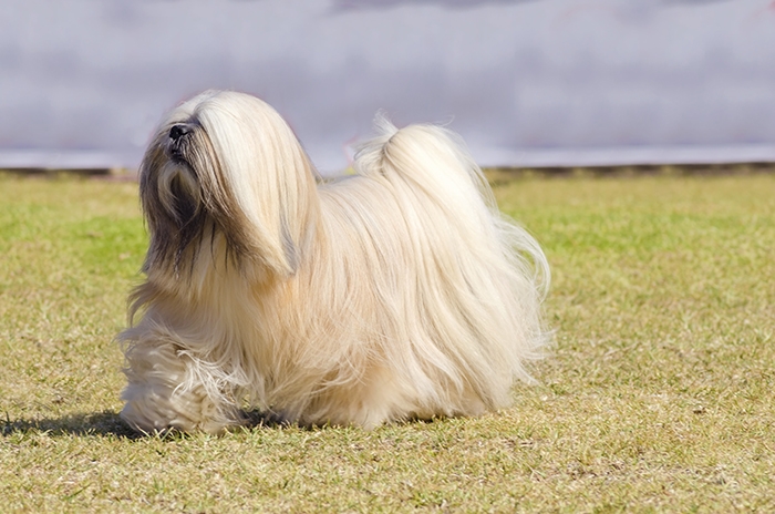 <p class="highlight">🐶 Lhasa apso je velmi dobrý, veselý a hravý společník, který však zároveň oplývá velkou dávkou sebevědomí a nezávislosti.</p><div>Lhasa pochází z Tibetu, kde tito psi trávili svůj život v klášterech ve společnosti mnichů.  Díky tomu se rád ujímá vedení a proto je nezbytné zajistit štěněti od útlého mládí kvalitní a důslednou výchovu. Zástupci tohoto plemene se vyznačují delší dobou mentálního zrání, ale také dlouhou dobou dožití. Průměrný věk těchto psů je 12-14 let, ale můžeme se setkat i s jedinci ve věku 17 až 20 let. Lhasa apso je výborným společenským psem, vhodným pro rodiny s dětmi i seniory. Lze jej velmi dobře chovat v městském bytě, protože má nízké nároky na pohyb a netrpí separační úzkostí. V klidu vyčká návratu svého pána a nebude se ho dožadovat hlasitým vytím, což sousedé v okolních bytech jistě velmi ocení.</div>