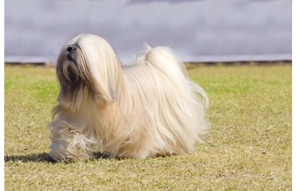 🐶 Lhasa apso je velmi dobrý, veselý a hravý společník, který však zároveň oplývá velkou dávkou sebevědomí a nezávislosti.Lhasa pochází z Tibetu, kde tito psi trávili svůj život v klášterech ve společnosti mnichů.  Díky tomu se rád ujímá vedení a proto je nezbytné zajistit štěněti od útlého mládí kvalitní a důslednou výchovu. Zástupci tohoto plemene se vyznačují delší dobou mentálního zrání, ale také dlouhou dobou dožití. Průměrný věk těchto psů je 12-14 let, ale můžeme se setkat i s jedinci ve věku 17 až 20 let. Lhasa apso je výborným společenským psem, vhodným pro rodiny s dětmi i seniory. Lze jej velmi dobře chovat v městském bytě, protože má nízké nároky na pohyb a netrpí separační úzkostí. V klidu vyčká návratu svého pána a nebude se ho dožadovat hlasitým vytím, což sousedé v okolních bytech jistě velmi ocení.