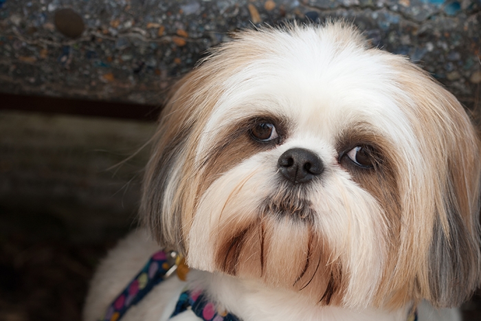🐶 Lhasa apso je velmi dobrý, veselý a hravý společník, který však zároveň oplývá velkou dávkou sebevědomí a nezávislosti.Lhasa pochází z Tibetu, kde tito psi trávili svůj život v klášterech ve společnosti mnichů.  Díky tomu se rád ujímá vedení a proto je nezbytné zajistit štěněti od útlého mládí kvalitní a důslednou výchovu. Zástupci tohoto plemene se vyznačují delší dobou mentálního zrání, ale také dlouhou dobou dožití. Průměrný věk těchto psů je 12-14 let, ale můžeme se setkat i s jedinci ve věku 17 až 20 let. Lhasa apso je výborným společenským psem, vhodným pro rodiny s dětmi i seniory. Lze jej velmi dobře chovat v městském bytě, protože má nízké nároky na pohyb a netrpí separační úzkostí. V klidu vyčká návratu svého pána a nebude se ho dožadovat hlasitým vytím, což sousedé v okolních bytech jistě velmi ocení.