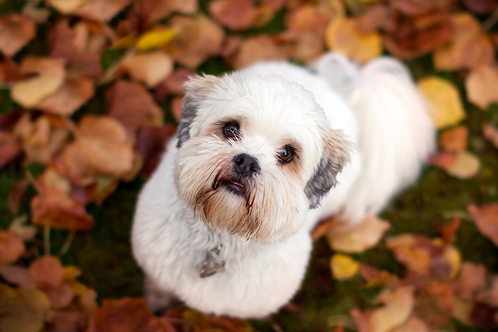 🐶 Lhasa apso je velmi dobrý, veselý a hravý společník, který však zároveň oplývá velkou dávkou sebevědomí a nezávislosti.Lhasa pochází z Tibetu, kde tito psi trávili svůj život v klášterech ve společnosti mnichů.  Díky tomu se rád ujímá vedení a proto je nezbytné zajistit štěněti od útlého mládí kvalitní a důslednou výchovu. Zástupci tohoto plemene se vyznačují delší dobou mentálního zrání, ale také dlouhou dobou dožití. Průměrný věk těchto psů je 12-14 let, ale můžeme se setkat i s jedinci ve věku 17 až 20 let. Lhasa apso je výborným společenským psem, vhodným pro rodiny s dětmi i seniory. Lze jej velmi dobře chovat v městském bytě, protože má nízké nároky na pohyb a netrpí separační úzkostí. V klidu vyčká návratu svého pána a nebude se ho dožadovat hlasitým vytím, což sousedé v okolních bytech jistě velmi ocení.