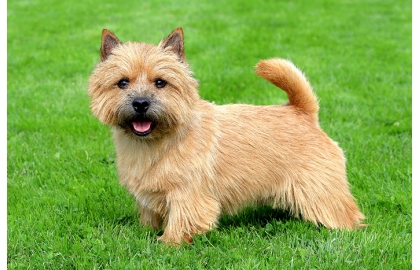 🐶 Norvičský teriér je malý, aktivní psí kamarád, který je vždy dobře naladěný a ochotný si hrát. Norvičský teriér je hravý pes, který má rád přírodu a procházky. Více než v myslivosti se dnes uplatní jako společník v aktivních rodinách. Ochotně vykonává aktivity ve společnosti svého pána, je poslušný a dobře ovladatelný. Nemá žádné zvláštní požadavky na péči a chov norvičského teriéra zvládne i začátečník nebo méně zkušený chovatel. Zástupci tohoto plemene vynikají pevným zdravím a dlouhověkostí, takže pořízením norvičského teriéra získá chovatel oddaného společníka na mnoho let. Svým vzhledem se norvičský teriér velmi podobá norfolkskému teriérovi a mnoho lidí je považuje za stejné plemeno. Přesto se obě plemena neliší jen postavením uší, ale jedná se o dvě zcela rozdílné rasy.