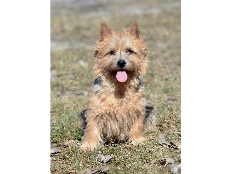🐶 Norvičský teriér je malý, aktivní psí kamarád, který je vždy dobře naladěný a ochotný si hrát. Norvičský teriér je hravý pes, který má rád přírodu a procházky. Více než v myslivosti se dnes uplatní jako společník v aktivních rodinách. Ochotně vykonává aktivity ve společnosti svého pána, je poslušný a dobře ovladatelný. Nemá žádné zvláštní požadavky na péči a chov norvičského teriéra zvládne i začátečník nebo méně zkušený chovatel. Zástupci tohoto plemene vynikají pevným zdravím a dlouhověkostí, takže pořízením norvičského teriéra získá chovatel oddaného společníka na mnoho let. Svým vzhledem se norvičský teriér velmi podobá norfolkskému teriérovi a mnoho lidí je považuje za stejné plemeno. Přesto se obě plemena neliší jen postavením uší, ale jedná se o dvě zcela rozdílné rasy.