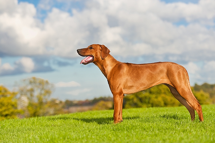 <p class="highlight">🐶 Rhodéský ridgeback je důstojný a vyrovnaný pes, otevřený a láskyplný vůči svým blízkým, ale rezervovaný vůči cizím lidem. </p><div>Je to vhodný pes pro sportovně založenou rodinu. Potřebuje zaměstnat, protože platí, že znuděný Rhodéský ridgeback je destruktivní Rhodéský ridgeback. Jinak je to jemný společník, který je ochoten a schopen ochránit svůj domov a rodinu, pokud je to potřeba. Vzhledem k jeho inteligenci, velikosti a síle to není plemeno vhodné pro každého. Nedoporučuje se začínajícím chovatelům bez zkušeností. Pokud ale hledáte silného, sebevědomého psa, nenáročného na péči, který zahrnuje lásku, něžnost a smysl pro humor, bude pro vás Rhodéský ridgeback vynikající volbou.</div>