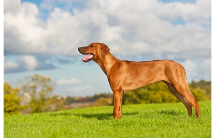 🐶 Rhodéský ridgeback je důstojný a vyrovnaný pes, otevřený a láskyplný vůči svým blízkým, ale rezervovaný vůči cizím lidem. Je to vhodný pes pro sportovně založenou rodinu. Potřebuje zaměstnat, protože platí, že znuděný Rhodéský ridgeback je destruktivní Rhodéský ridgeback. Jinak je to jemný společník, který je ochoten a schopen ochránit svůj domov a rodinu, pokud je to potřeba. Vzhledem k jeho inteligenci, velikosti a síle to není plemeno vhodné pro každého. Nedoporučuje se začínajícím chovatelům bez zkušeností. Pokud ale hledáte silného, sebevědomého psa, nenáročného na péči, který zahrnuje lásku, něžnost a smysl pro humor, bude pro vás Rhodéský ridgeback vynikající volbou.