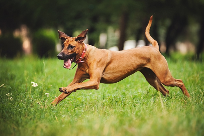 🐶 Rhodéský ridgeback je důstojný a vyrovnaný pes, otevřený a láskyplný vůči svým blízkým, ale rezervovaný vůči cizím lidem. Je to vhodný pes pro sportovně založenou rodinu. Potřebuje zaměstnat, protože platí, že znuděný Rhodéský ridgeback je destruktivní Rhodéský ridgeback. Jinak je to jemný společník, který je ochoten a schopen ochránit svůj domov a rodinu, pokud je to potřeba. Vzhledem k jeho inteligenci, velikosti a síle to není plemeno vhodné pro každého. Nedoporučuje se začínajícím chovatelům bez zkušeností. Pokud ale hledáte silného, sebevědomého psa, nenáročného na péči, který zahrnuje lásku, něžnost a smysl pro humor, bude pro vás Rhodéský ridgeback vynikající volbou.