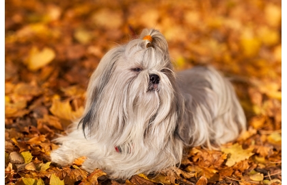 🐶 Shih-tzu je společenský pes malého vzrůstu. Od pohledu je to pes velmi elegantní a hrdý, ale zároveň přátelský a milující. Nesetkáme se u něj s žádnými projevy agrese. Miluje celodenní společnost lidí a díky svým minimálním nárokům na pohyb je to ideální pes do bytu a skvělý společník pro seniory. Jeho dlouhá, hedvábná srst potřebuje každodenní péči. Pravidelným česáním a péči o vzhled se prohlubuje silné pouto mezi psem a jeho pánem. Hlavně starším lidem může tento společenský psík poskytnout mnohdy chybějící lásku a fyzický kontakt. Shih-tzu byl zrozen k tomu, aby miloval a byl milován. Svou náklonost bude projevovat bez rozdílu všemu živému, ať už lidem nebo zvířatům. 