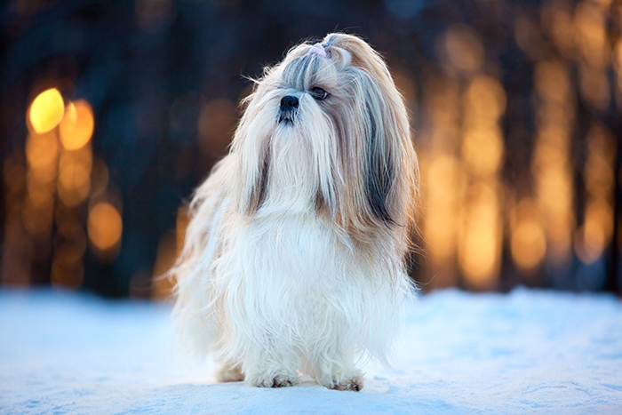 🐶 Shih-tzu je společenský pes malého vzrůstu. Od pohledu je to pes velmi elegantní a hrdý, ale zároveň přátelský a milující. Nesetkáme se u něj s žádnými projevy agrese. Miluje celodenní společnost lidí a díky svým minimálním nárokům na pohyb je to ideální pes do bytu a skvělý společník pro seniory. Jeho dlouhá, hedvábná srst potřebuje každodenní péči. Pravidelným česáním a péči o vzhled se prohlubuje silné pouto mezi psem a jeho pánem. Hlavně starším lidem může tento společenský psík poskytnout mnohdy chybějící lásku a fyzický kontakt. Shih-tzu byl zrozen k tomu, aby miloval a byl milován. Svou náklonost bude projevovat bez rozdílu všemu živému, ať už lidem nebo zvířatům. 