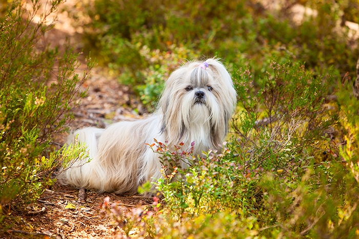 🐶 Shih-tzu je společenský pes malého vzrůstu. Od pohledu je to pes velmi elegantní a hrdý, ale zároveň přátelský a milující. Nesetkáme se u něj s žádnými projevy agrese. Miluje celodenní společnost lidí a díky svým minimálním nárokům na pohyb je to ideální pes do bytu a skvělý společník pro seniory. Jeho dlouhá, hedvábná srst potřebuje každodenní péči. Pravidelným česáním a péči o vzhled se prohlubuje silné pouto mezi psem a jeho pánem. Hlavně starším lidem může tento společenský psík poskytnout mnohdy chybějící lásku a fyzický kontakt. Shih-tzu byl zrozen k tomu, aby miloval a byl milován. Svou náklonost bude projevovat bez rozdílu všemu živému, ať už lidem nebo zvířatům. 