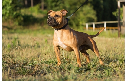 🐶 Stafordširský bulteriér - na první pohled vypadá jako „tvrdý pes“, ale ve skutečnosti je to citlivý, milující, hravý a veselý společník, který vyniká oddaností a láskou k lidem.  Stafordširský bulteriér je středně velký pes s pevným a svalnatým tělem. Neprávem získanou pověst zabijáka mnohdy nevyvrátí ani fakt, že se tito psi často uplatňují jako canisterapeutičtí psi. Stafbull je pes do bytu, protože jeho srst postrádá podsadu a nechrání psa dostatečně před nepřízni počasí. Z hlediska zdraví však stafordširský bulteriér patří mezi zdravá a houževnatá plemena a majitelé těchto psů se ve větší míře nemusejí potýkat s psími chorobami. Prioritou stafbulla je trávit maximum času se svým majitelem. Ochotně se přizpůsobí životnímu rytmu svého pána a je ochoten provádět s ním různé aktivity. Stafordširský bulteriér potřebuje důkladnou výchovu a včasnou socializaci, ale protože se snadno a rád učí, není těžké jej naučit novým povelům.   