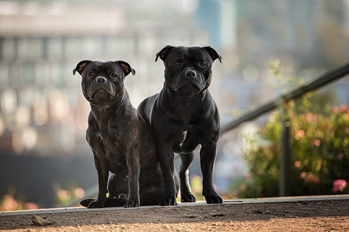 🐶 Stafordširský bulteriér - na první pohled vypadá jako „tvrdý pes“, ale ve skutečnosti je to citlivý, milující, hravý a veselý společník, který vyniká oddaností a láskou k lidem. Stafordširský bulteriér je středně velký pes s pevným a svalnatým tělem. Neprávem získanou pověst zabijáka mnohdy nevyvrátí ani fakt, že se tito psi často uplatňují jako canisterapeutičtí psi. Stafbull je pes do bytu, protože jeho srst postrádá podsadu a nechrání psa dostatečně před nepřízni počasí. Z hlediska zdraví však stafordširský bulteriér patří mezi zdravá a houževnatá plemena a majitelé těchto psů se ve větší míře nemusejí potýkat s psími chorobami. Prioritou stafbulla je trávit maximum času se svým majitelem. Ochotně se přizpůsobí životnímu rytmu svého pána a je ochoten provádět s ním různé aktivity. Stafordširský bulteriér potřebuje důkladnou výchovu a včasnou socializaci, ale protože se snadno a rád učí, není těžké jej naučit novým povelům.  