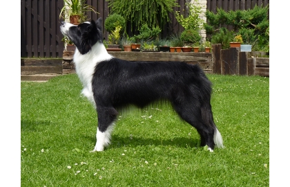 🐶 Border kolie - vysoce cvičitelné, inteligentní plemeno, které vyniká ve všech psích sportech jako je agility, flyball, frisbee, poslušnosti a jiných.Pes s neomezenou energií. Border kolie se s radostí a nedočkavostí zapojí do všech fyzických nebo duševních aktivit, které pro ni její pán vymyslí. Tento původem ovčácký pes potřebuje spoustu pohybu. Je znám jako chronicky neúnavný aportovač klacků, míčků nebo čehokoli, co mu hodíte. Díky své inteligenci a učenlivosti je to vhodný pes pro agility. Často ho můžeme vídat jako herce v televizních reklamách. Rychle se naučí každou roli. Border kolie potřebuje aktivního, rozhodného pána, který dokáže udržet krok s tímto energickým psem. Za to mu bude věrným a oddaným kamarádem, dobrým hlídačem a s radostí bude plnit všechny jeho povely. Je to pes upřímně oddaný svému majiteli, submisivní a má klidnou a vyváženou povahu. Vůči cizím lidem může mít tento pes rezervovaný přístup, ale nikdy není agresivní.  