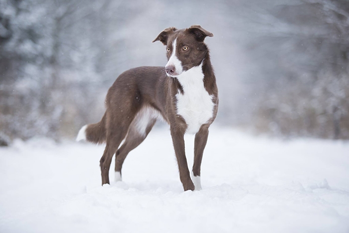 🐶 Border kolie - vysoce cvičitelné, inteligentní plemeno, které vyniká ve všech psích sportech jako je agility, flyball, frisbee, poslušnosti a jiných.Pes s neomezenou energií. Border kolie se s radostí a nedočkavostí zapojí do všech fyzických nebo duševních aktivit, které pro ni její pán vymyslí. Tento původem ovčácký pes potřebuje spoustu pohybu. Je znám jako chronicky neúnavný aportovač klacků, míčků nebo čehokoli, co mu hodíte. Díky své inteligenci a učenlivosti je to vhodný pes pro agility. Často ho můžeme vídat jako herce v televizních reklamách. Rychle se naučí každou roli. Border kolie potřebuje aktivního, rozhodného pána, který dokáže udržet krok s tímto energickým psem. Za to mu bude věrným a oddaným kamarádem, dobrým hlídačem a s radostí bude plnit všechny jeho povely. Je to pes upřímně oddaný svému majiteli, submisivní a má klidnou a vyváženou povahu. Vůči cizím lidem může mít tento pes rezervovaný přístup, ale nikdy není agresivní.  