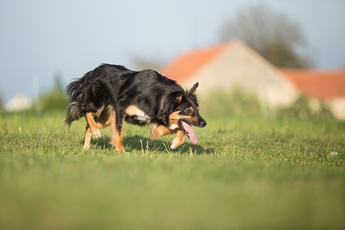 🐶 Border kolie - vysoce cvičitelné, inteligentní plemeno, které vyniká ve všech psích sportech jako je agility, flyball, frisbee, poslušnosti a jiných.Pes s neomezenou energií. Border kolie se s radostí a nedočkavostí zapojí do všech fyzických nebo duševních aktivit, které pro ni její pán vymyslí. Tento původem ovčácký pes potřebuje spoustu pohybu. Je znám jako chronicky neúnavný aportovač klacků, míčků nebo čehokoli, co mu hodíte. Díky své inteligenci a učenlivosti je to vhodný pes pro agility. Často ho můžeme vídat jako herce v televizních reklamách. Rychle se naučí každou roli. Border kolie potřebuje aktivního, rozhodného pána, který dokáže udržet krok s tímto energickým psem. Za to mu bude věrným a oddaným kamarádem, dobrým hlídačem a s radostí bude plnit všechny jeho povely. Je to pes upřímně oddaný svému majiteli, submisivní a má klidnou a vyváženou povahu. Vůči cizím lidem může mít tento pes rezervovaný přístup, ale nikdy není agresivní.  