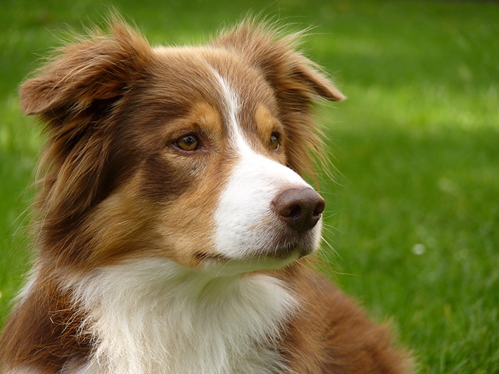 🐶 Border kolie - vysoce cvičitelné, inteligentní plemeno, které vyniká ve všech psích sportech jako je agility, flyball, frisbee, poslušnosti a jiných.Pes s neomezenou energií. Border kolie se s radostí a nedočkavostí zapojí do všech fyzických nebo duševních aktivit, které pro ni její pán vymyslí. Tento původem ovčácký pes potřebuje spoustu pohybu. Je znám jako chronicky neúnavný aportovač klacků, míčků nebo čehokoli, co mu hodíte. Díky své inteligenci a učenlivosti je to vhodný pes pro agility. Často ho můžeme vídat jako herce v televizních reklamách. Rychle se naučí každou roli. Border kolie potřebuje aktivního, rozhodného pána, který dokáže udržet krok s tímto energickým psem. Za to mu bude věrným a oddaným kamarádem, dobrým hlídačem a s radostí bude plnit všechny jeho povely. Je to pes upřímně oddaný svému majiteli, submisivní a má klidnou a vyváženou povahu. Vůči cizím lidem může mít tento pes rezervovaný přístup, ale nikdy není agresivní.  