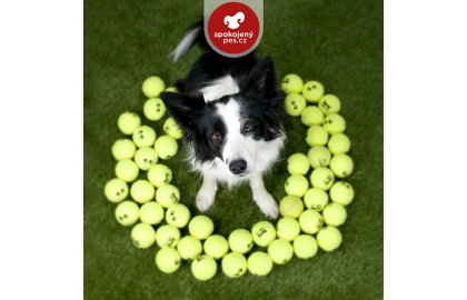 🐶 Spokojený pes je velmi přátelské a pracovité plemeno :-), které vyniká nejen svou inteligencí, ale také krásou a schopností upoutat pozornost všech kolem. Pes s nikdy nekončící chutí k jídlu a ke hře. Spokojený pes je vždy připraven k jakékoli aktivitě, kterou mu jeho majitel nabídne. Byl vyšlechtěn pro svůj neodolatelný vzhled, který je potřebný na jeho dráze modelingu. Díky své pracovitosti a učenlivosti je vhodný i pro aktivní život ve volném čase. Miluje pohyb a dožaduje se ho každou volnou chvilku. Je však talentem na hraní různých rolí a proto často můžete spatřit fotky klidného, roztomilého, spícího pejska. Opak je však pravdou, klidný vydrží pouze při focení, jindy je z něj často neřízená rychlá střela. Roztomilosti samozřejmě nepozbývá při žádné aktivitě. Je to pes oddaný své odměně, tedy míčku nebo pamlsku. Nenechte se zmást, když se nechce hnout od svého pána, zajisté ho miluje, protože právě on je tou pokladničkou, ze které padají oblíbené hračky a mlsky. Vůči cizím lidem je taktéž velice přátelský. A potkáte-li jej na prodejně, můžete si být jistí, že vás s jistotou dovede k nejlepším produktům, jaké zrovna nabízí.