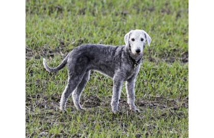 🐶 Bedlingtonský teriér (Bedlington teriér nebo také pouze Bedlington) je pes v rouše beránčím. Je to všestranný, ale rozporuplný pes. Na jednu stranu je jemný a citlivý, na druhé straně je schopen napadnout a zabít psy nebo jiná zvířata své velikosti. Bedlington teriéři mají výborné plavecké schopnosti, srovnatelné s vodními psy. Jsou také vynikajícími hlídači. Mají silné lovecké instinkty, ale svou loveckou minulost už skoro opustili a dnes jsou chováni převážně jako společníci nebo výstavní psi. Tito psi mají ojedinělou srst, která vyžaduje pravidelnou péči. Pokud hledáte odvážného, aktivního společníka s výjimečným vzhledem, bude pro Vás Bedlington teriér správnou volbou.  