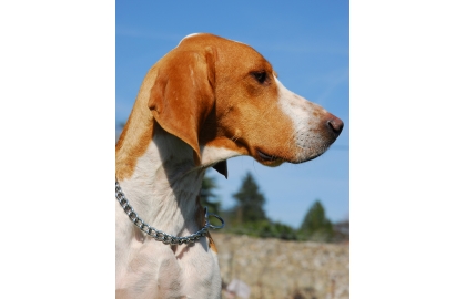 🐶 Anglický foxhound má přátelskou povahu bez známek agrese, ale vyniká také svou nezávislostí a tvrdohlavostí.Jak už název napovídá, anglický foxhound byl vyšlechtěn v Anglii k lovu lišek. Na rozdíl od jiných loveckých plemen, která dnes vedle své původní role loveckého psa plní i roli společníka, foxhound vždy byl a nadále zůstává loveckým psem. Nejlépe je mu ve smečce ve společnosti jiných psů. Do města se příliš nehodí, ale na venkově bude spokojený. Podmínkou je však dobře oplocený pozemek, protože foxhound dokáže zachytit i velmi slabou stopu a jeho silné lovecké pudy ho nutí ji sledovat. Mimo zahradu by měl být vždy na vodítku. Anglický foxhound má přátelskou povahu bez známek agrese, ale vyniká také svou nezávislostí a tvrdohlavostí. Jeho majitel by měl být psovi přirozenou autoritou a důsledně vyžadovat poslušnost. Rozhodně nelze foxhounda doporučit začínajícím chovatelům, protože jeho chov vyžaduje zkušenosti. Anglický foxhound se nejlépe uplatní jako lovecký pes, případně jako rodinný pes v rodinách s velmi aktivním životním stylem.