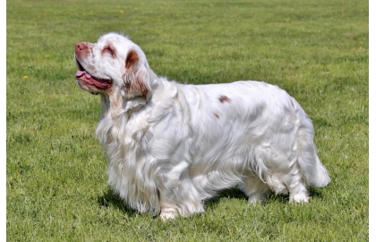 Přestože 🐶 clumber španěl u nás nepatří mezi masově rozšířená plemena, je to skvělý pes s klidnou a přátelskou povahou. Původně sloužil jako lovecký pes, ale dnes si našel své místo v kruhu rodiny a stále častěji je chován jako společník. Velmi dobře se přizpůsobuje životu v bytě a protože nemá přehnané nároky na pohyb, snadno se učí a je bezkonfliktní, zvládne jeho chov i začátečník. Clumber španěl nevyžaduje žádnou zvláštní péči, pozor by se měl dávat snad jen na dodržování krmné dávky, protože zástupci této rasy mají sklon k přibývání na váze a obezitě, která pak může způsobovat další zdravotní problémy.  