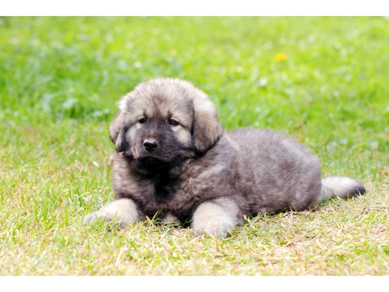 🐶 Šarplaninský pastevecký pes vyniká sebevědomím, odvahou, ostražitostí a odolností. Je to vynikající hlídač, který neváhá bránit svěřený majetek, ale neútočí bezhlavě a bezdůvodně. Pro své vynikající hlídací schopnosti je často využíván jako služební pes k ostraze objektů a věznic. Jeho původní domovinou jsou hornaté oblasti a dodnes se nejlépe cítí v rozlehlých, volných prostranstvích. Městský život se pro něj nehodí. Šarplaninský pastevecký pes je sebevědomá bytost, která poslouchá jen jednoho pána. Nutně potřebuje výcvik, který však musí být důsledný, spravedlivý a bez fyzických trestů. Jeho chov vyžaduje hodně zkušeností a proto rozhodně nelze šarplanince doporučit nezkušeným a začínajícím chovatelům. 