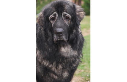 🐶 Šarplaninský pastevecký pes vyniká sebevědomím, odvahou, ostražitostí a odolností. Je to vynikající hlídač, který neváhá bránit svěřený majetek, ale neútočí bezhlavě a bezdůvodně. Pro své vynikající hlídací schopnosti je často využíván jako služební pes k ostraze objektů a věznic. Jeho původní domovinou jsou hornaté oblasti a dodnes se nejlépe cítí v rozlehlých, volných prostranstvích. Městský život se pro něj nehodí. Šarplaninský pastevecký pes je sebevědomá bytost, která poslouchá jen jednoho pána. Nutně potřebuje výcvik, který však musí být důsledný, spravedlivý a bez fyzických trestů. Jeho chov vyžaduje hodně zkušeností a proto rozhodně nelze šarplanince doporučit nezkušeným a začínajícím chovatelům. 