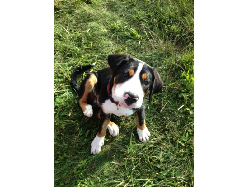 🐶 Velký švýcarský salašnický pes je odvážné a inteligentní plemeno s mírnou a vyrovnanou povahou. Tento impozantní pes je kdykoli schopen silně a odhodlaně hájit dům a své majitele. Velký švýcarský salašnický pes má silný teritoriální instinkt a smysl pro vlastnictví. Díky tomu ostražitě hájí své území, ale současně je mu cizí jakékoli agresívní chování. Vetřelce zpravidla odradí svým štěkáním a vrčením, nicméně představitel tohoto plemene se rychle uklidní a nikdy neštěká bezdůvodně. Původně byli vyšlechtěni jako pracovní psi a byli hojně využíváni hlavně k hlídání a nahánění dobytka, tahaní břemen a ochraně majetku. V současnosti bývá chován jako rodinný přítel a mazlíček. Velký švýcarský salašnický pes miluje svou rodinu a s radostí si užívá přítomnost a pozornost všech jejích členů. Protože mu chybí lovecký instinkt a díky svému kolektivnímu duchu se dobře snáší i s ostatními zvířaty včetně koček. Je to ideální pes na venkov. Toto plemeno má rádo přírodu a nevadí mu ani chladné počasí. Jako pes s pracovními kořeny potřebuje každodenní cvičení, dlouhou procházku nebo intenzivní dovádění. Vysloveně si užívá i tahání břemen. Rád a ochotně spolupracuje s člověkem. Práci miluje a potřebuje a bude trpět, pokud bude chován pouze jako ozdoba zahrady. Stejně tak potřebuje kontakt s lidmi. Vždy se bude snažit být tam, kde je jeho rodina. Pokud bude často sám a izolovaný bude se cítit mizerně.