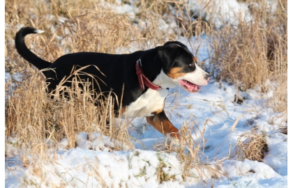 🐶 Velký švýcarský salašnický pes je odvážné a inteligentní plemeno s mírnou a vyrovnanou povahou. Tento impozantní pes je kdykoli schopen silně a odhodlaně hájit dům a své majitele. Velký švýcarský salašnický pes má silný teritoriální instinkt a smysl pro vlastnictví. Díky tomu ostražitě hájí své území, ale současně je mu cizí jakékoli agresívní chování. Vetřelce zpravidla odradí svým štěkáním a vrčením, nicméně představitel tohoto plemene se rychle uklidní a nikdy neštěká bezdůvodně. Původně byli vyšlechtěni jako pracovní psi a byli hojně využíváni hlavně k hlídání a nahánění dobytka, tahaní břemen a ochraně majetku. V současnosti bývá chován jako rodinný přítel a mazlíček. Velký švýcarský salašnický pes miluje svou rodinu a s radostí si užívá přítomnost a pozornost všech jejích členů. Protože mu chybí lovecký instinkt a díky svému kolektivnímu duchu se dobře snáší i s ostatními zvířaty včetně koček. Je to ideální pes na venkov. Toto plemeno má rádo přírodu a nevadí mu ani chladné počasí. Jako pes s pracovními kořeny potřebuje každodenní cvičení, dlouhou procházku nebo intenzivní dovádění. Vysloveně si užívá i tahání břemen. Rád a ochotně spolupracuje s člověkem. Práci miluje a potřebuje a bude trpět, pokud bude chován pouze jako ozdoba zahrady. Stejně tak potřebuje kontakt s lidmi. Vždy se bude snažit být tam, kde je jeho rodina. Pokud bude často sám a izolovaný bude se cítit mizerně.