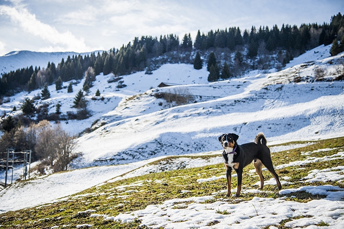 <p class="highlight">🐶 Appenzellský salašnický pes (Appenzell) je výborný rodinný pes, který vyniká svou oddaností. </p>
<div>Appenzellský salašnický pes je jedním ze čtyř plemen patřících do skupiny švýcarských salašnických psů. Do této skupiny dále patří bernský salašnický pes, velký švýcarský salašnický pes a entlebuchský salašnický pes. S appenzellským salašnickým psem se můžeme setkat nejčastěji ve Švýcarsku a ve Finsku, ale jeho popularita v posledních letech celosvětově roste a stále častěji se s ním můžeme potkávat i u nás. Je velmi inteligentní a přemýšlivý, proto se s ním žádný majitel nemůže nudit. Appenzell má dobré předpoklady pro veškeré psí sporty, rád plave a aportuje a není mu cizí žádná činnost, kterou může vykonávat ve společnosti svého pána. Kvůli své vrozené nedůvěřivosti potřebuje velmi kvalitní socializaci. Vrozená ostražitost z něj činí výborného a neúplatného hlídače. Appenzellský pes se těší pevnému zdraví a málokdy u něj nastanou zdravotní komplikace. Přestože u nás není tak rozšířený jako bernský salašnický pes nebo velký švýcarský salašnický pes, rozhodně nezůstává stranou zájmu chovatelů.
</div>
<div> </div>