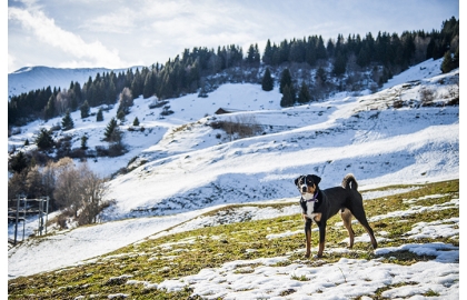 🐶 Appenzellský salašnický pes (Appenzell) je výborný rodinný pes, který vyniká svou oddaností.  Appenzellský salašnický pes je jedním ze čtyř plemen patřících do skupiny švýcarských salašnických psů. Do této skupiny dále patří bernský salašnický pes, velký švýcarský salašnický pes a entlebuchský salašnický pes. S appenzellským salašnickým psem se můžeme setkat nejčastěji ve Švýcarsku a ve Finsku, ale jeho popularita v posledních letech celosvětově roste a stále častěji se s ním můžeme potkávat i u nás. Je velmi inteligentní a přemýšlivý, proto se s ním žádný majitel nemůže nudit. Appenzell má dobré předpoklady pro veškeré psí sporty, rád plave a aportuje a není mu cizí žádná činnost, kterou může vykonávat ve společnosti svého pána. Kvůli své vrozené nedůvěřivosti potřebuje velmi kvalitní socializaci. Vrozená ostražitost z něj činí výborného a neúplatného hlídače. Appenzellský pes se těší pevnému zdraví a málokdy u něj nastanou zdravotní komplikace. Přestože u nás není tak rozšířený jako bernský salašnický pes nebo velký švýcarský salašnický pes, rozhodně nezůstává stranou zájmu chovatelů.   
