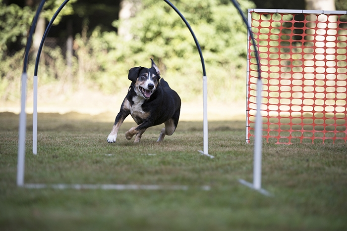 🐶 Appenzellský salašnický pes (Appenzell) je výborný rodinný pes, který vyniká svou oddaností. Appenzellský salašnický pes je jedním ze čtyř plemen patřících do skupiny švýcarských salašnických psů. Do této skupiny dále patří bernský salašnický pes, velký švýcarský salašnický pes a entlebuchský salašnický pes. S appenzellským salašnickým psem se můžeme setkat nejčastěji ve Švýcarsku a ve Finsku, ale jeho popularita v posledních letech celosvětově roste a stále častěji se s ním můžeme potkávat i u nás. Je velmi inteligentní a přemýšlivý, proto se s ním žádný majitel nemůže nudit. Appenzell má dobré předpoklady pro veškeré psí sporty, rád plave a aportuje a není mu cizí žádná činnost, kterou může vykonávat ve společnosti svého pána. Kvůli své vrozené nedůvěřivosti potřebuje velmi kvalitní socializaci. Vrozená ostražitost z něj činí výborného a neúplatného hlídače. Appenzellský pes se těší pevnému zdraví a málokdy u něj nastanou zdravotní komplikace. Přestože u nás není tak rozšířený jako bernský salašnický pes nebo velký švýcarský salašnický pes, rozhodně nezůstává stranou zájmu chovatelů. 