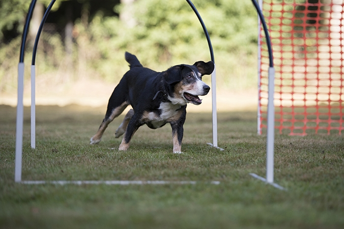 🐶 Appenzellský salašnický pes (Appenzell) je výborný rodinný pes, který vyniká svou oddaností. Appenzellský salašnický pes je jedním ze čtyř plemen patřících do skupiny švýcarských salašnických psů. Do této skupiny dále patří bernský salašnický pes, velký švýcarský salašnický pes a entlebuchský salašnický pes. S appenzellským salašnickým psem se můžeme setkat nejčastěji ve Švýcarsku a ve Finsku, ale jeho popularita v posledních letech celosvětově roste a stále častěji se s ním můžeme potkávat i u nás. Je velmi inteligentní a přemýšlivý, proto se s ním žádný majitel nemůže nudit. Appenzell má dobré předpoklady pro veškeré psí sporty, rád plave a aportuje a není mu cizí žádná činnost, kterou může vykonávat ve společnosti svého pána. Kvůli své vrozené nedůvěřivosti potřebuje velmi kvalitní socializaci. Vrozená ostražitost z něj činí výborného a neúplatného hlídače. Appenzellský pes se těší pevnému zdraví a málokdy u něj nastanou zdravotní komplikace. Přestože u nás není tak rozšířený jako bernský salašnický pes nebo velký švýcarský salašnický pes, rozhodně nezůstává stranou zájmu chovatelů. 